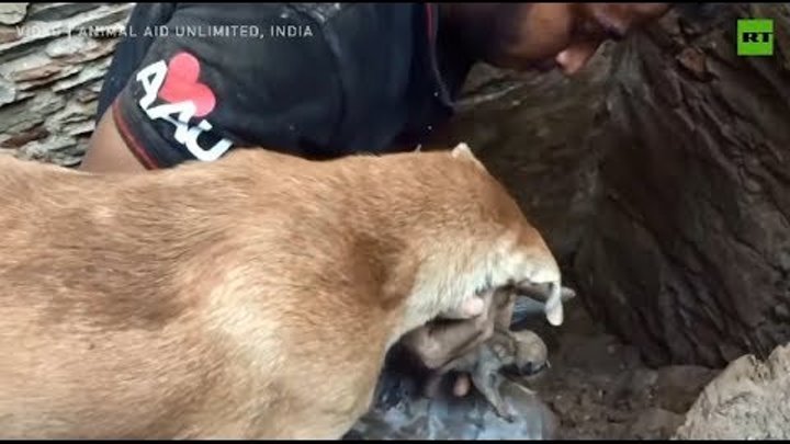 Mother dog claws her way through rubble and stone to rescue her pupp ...