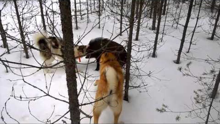 Видео с лайка с собакой. Американская Акита на охоте. Охота на кабана с собаками лайки.