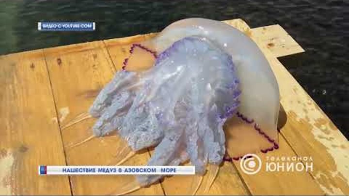 Корнерот медуза в азовском море