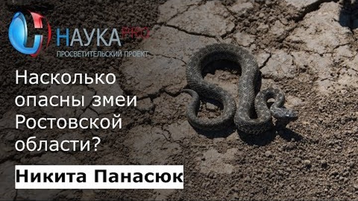 Никита Панасюк - Насколько опасны змеи Ростовской области?