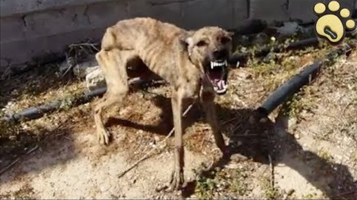 Rescue Starved, Scared Abandoned Dog
