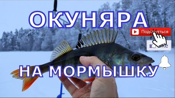 Ловля окуня и плотвы в декабре на мормышку. Белое озеро 2021.