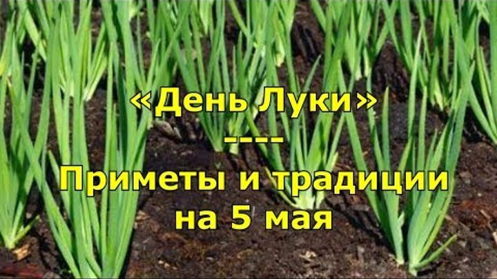 Лук ин май. День Луки 5 мая праздник. День Луки 5 мая народный календарь.