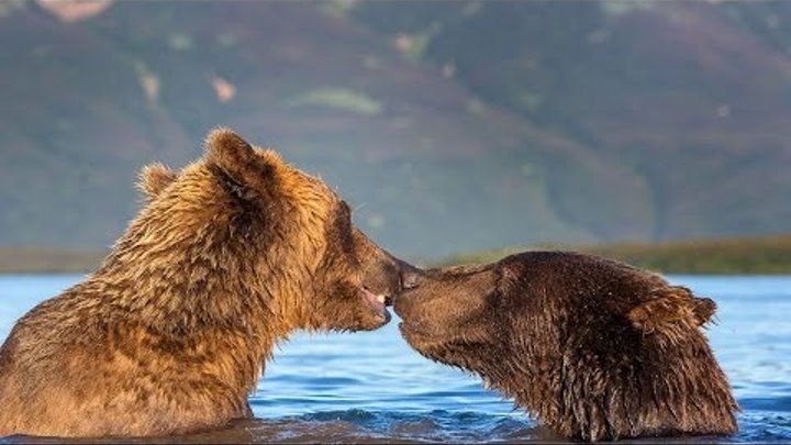 Pair Of Loved Up Bears Play Together And Kiss