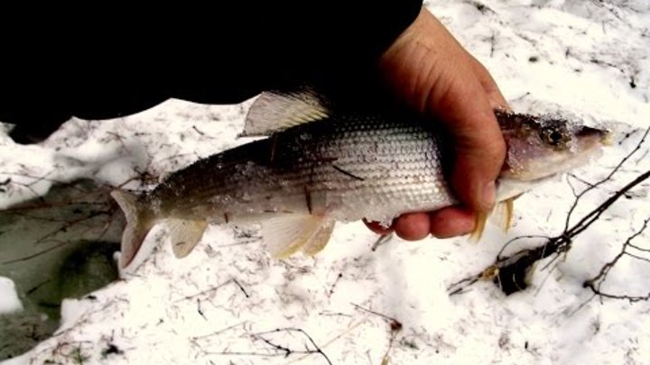 Соната тур рыбалка на севере главная архангельск. Зимняя рыбалка на хариуса. Хариус подо льдом. Ловля хариуса зимой. Хариус на льду.