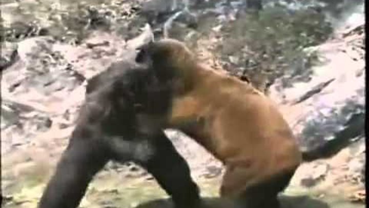 Видео медведи против. Горилла vs медведь. Медведь против гориллы бой. Драка животных. Бурый медведь против гориллы.