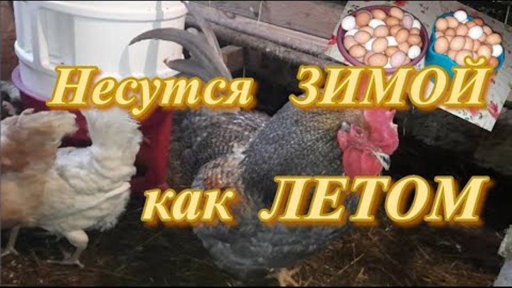 Куры Несутся ЗИМОЙ как ЛЕТОМ! Несколько Условий Кормления и Содержан ...