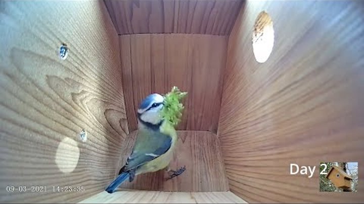 From empty nest to first egg in less than 8 minutes! - BlueTit nest  ...