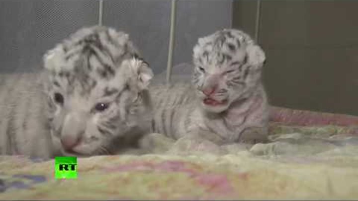 Сразу три редких белых тигренка родились в зоопарке в Крыму