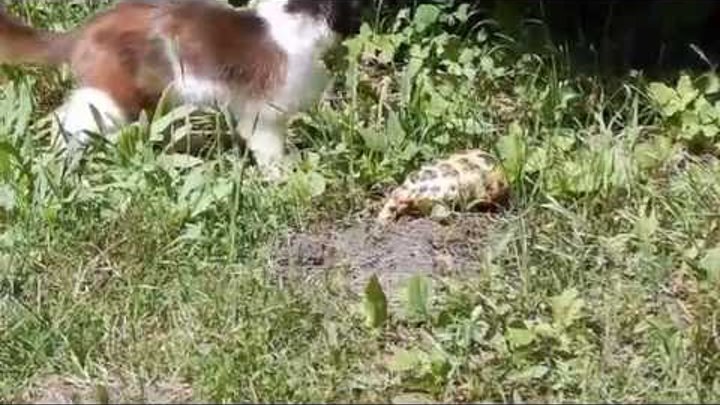 Шок и трепет. Реакция деревенского кота на черепаху Shock and awe.