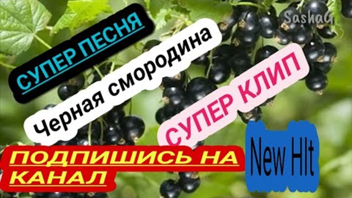 Распустилась черная смородина песня