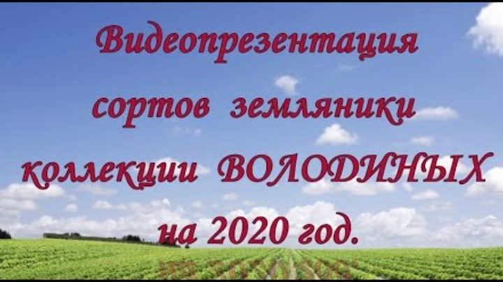 Видеопрезентация сортов земляники коллекции Володиных на 2020