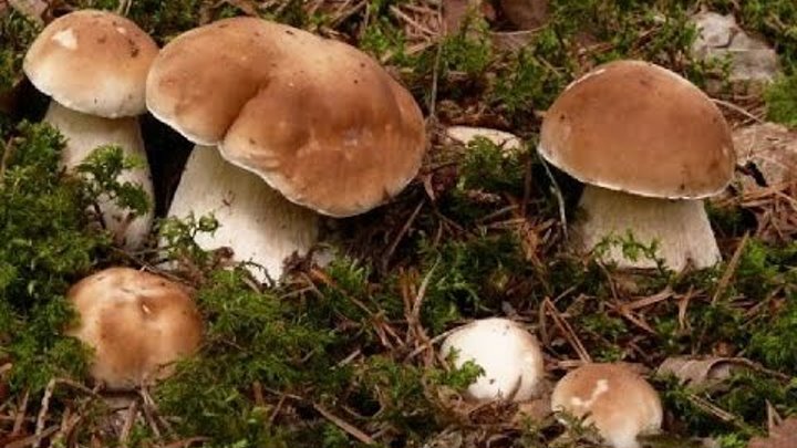 Белые грибы как бизнес идея