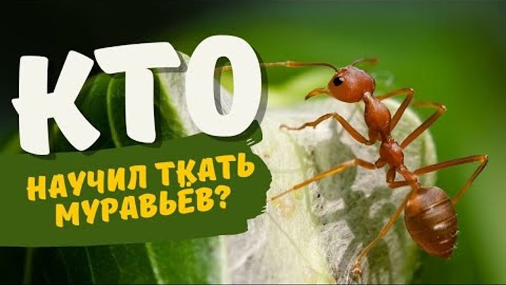 Где учат ткать муравьев ?