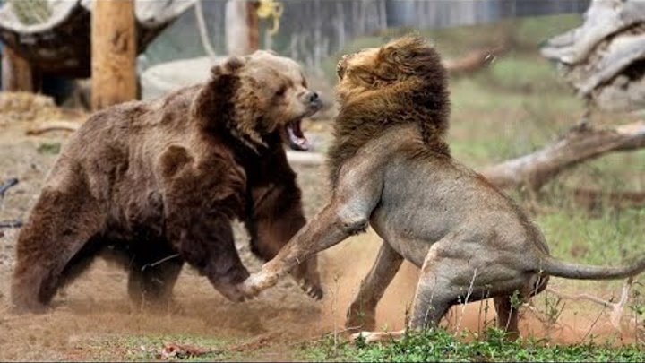 Медведь в ДЕЛЕ! Медведь против пумы, тигра, волков, моржа, и даже ко ...
