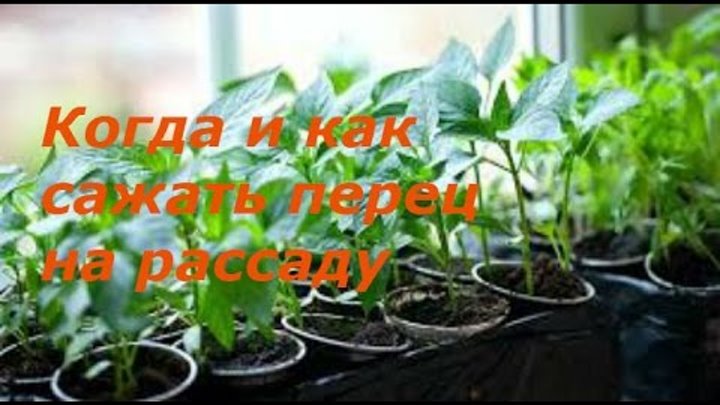 Посадка перца в алоэ. Сажаем перец на рассаду в прозрачные стаканчики. Посадка перца на рассаду в 2024 году. Ютуб как лучше сажать перец.