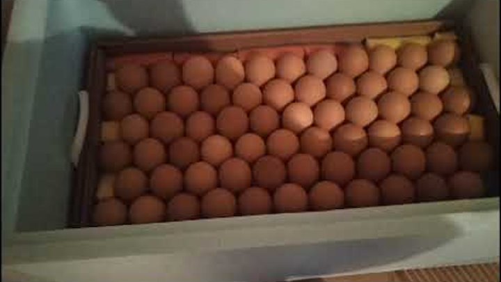 Блиц норма на 72 яйца