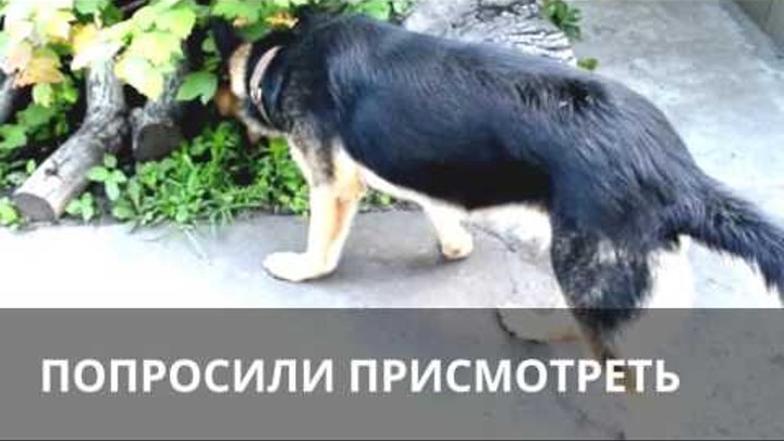 FrenDina 33 5 funniest movies about German Shepherds. Пятёрка смешны ...