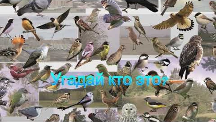 Узнай голоса птиц