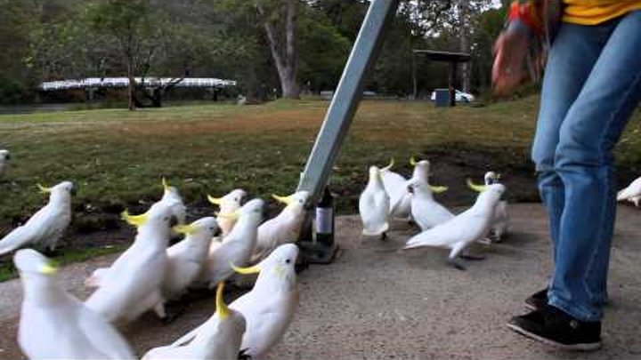Кормление попугаев Какаду в Сиднее