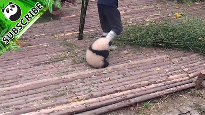 Panda wants a hug from nanny, but nanny is working