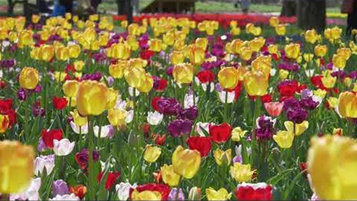 Весна в цвету в саду поле тюльпанов 🌷 Весенний фестиваль тюльпанов