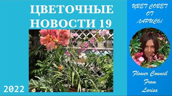 ЦВЕТОЧНЫЕ НОВОСТИ 19