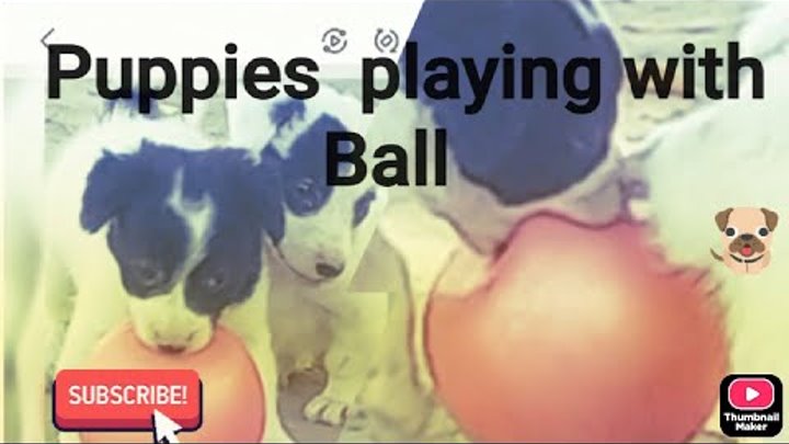 Funny puppies playing with ball@pup @Max's Puppy Dog@puppies  @w ...