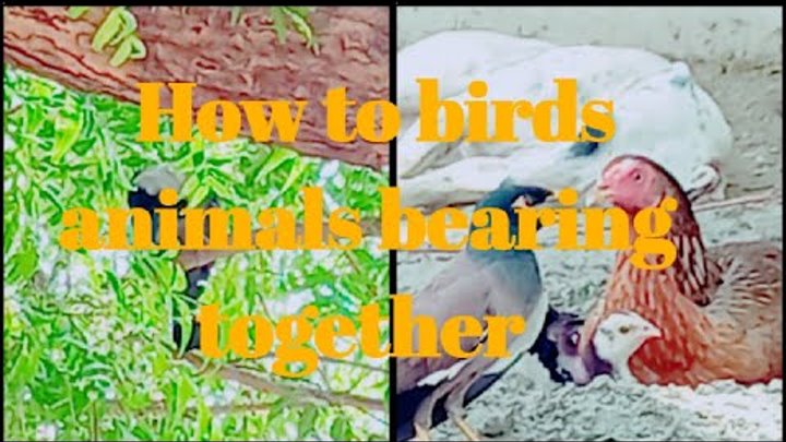 How to Bearing of birds animals together, #nature # #naturelovers #b ...