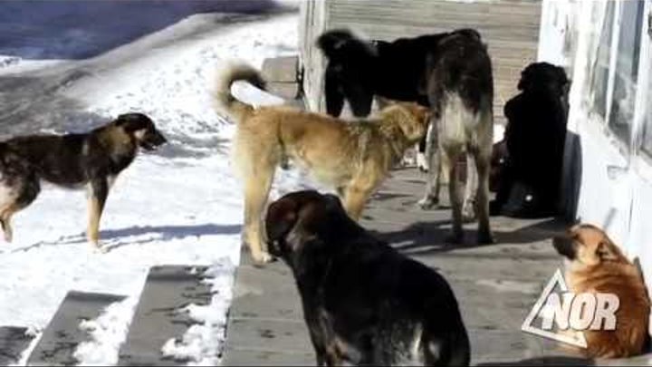 Нерешаемая проблема бродячих собак города Ниноцминда