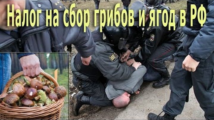 Налог на сбор грибов и ягод в России