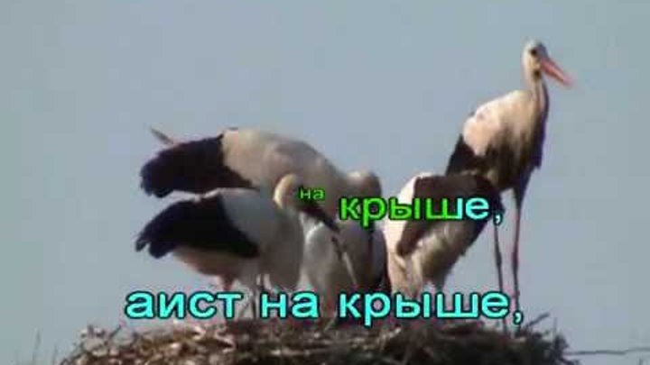 Песня аист на крыше караоке. Аисты на крыше. Аист на крыше мир на земле. Аист на крыше песня. Аист на крыше караоке.