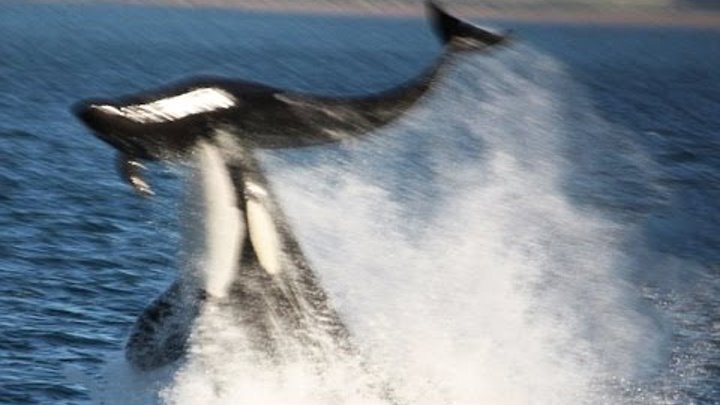 Нападение касаток. Касатка Дельфин акула. Касатки нападают на дельфинов. Косатка против дельфинов.