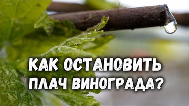 Как остановить плач винограда?