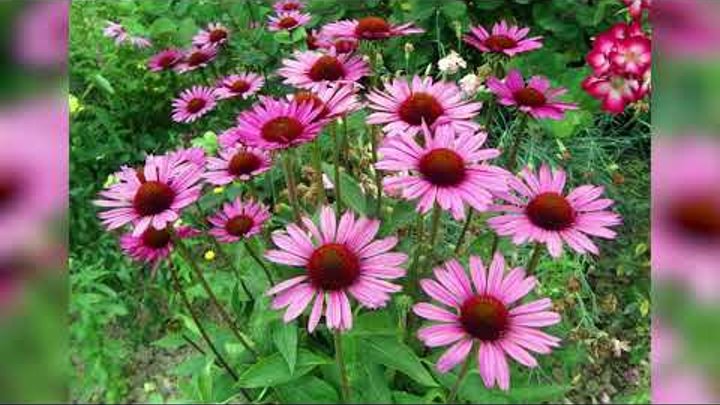 Эхинацея пурпурная фото цветов в саду на клумбе