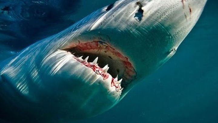 Нападение акул в турции. Акула. Акулы на знаменитых курортах.