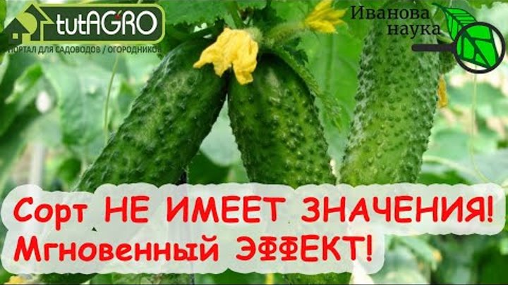 монофосфат и нашатырь  ДЛЯ ОГУРЦОВ!