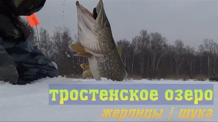 Королева Тростенского озера жерлицы щука рыбалка 2017