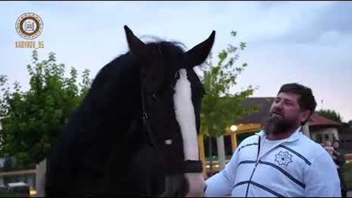 Кадырову подарили. Кадырову подарили коня. Подарок Кадырову лошадь. Скакуны Кадырова. Лошадь Кадырова.