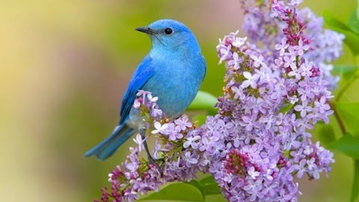 Пение соловья и лесных птиц: активизация всех систем организма. Очищ ...
