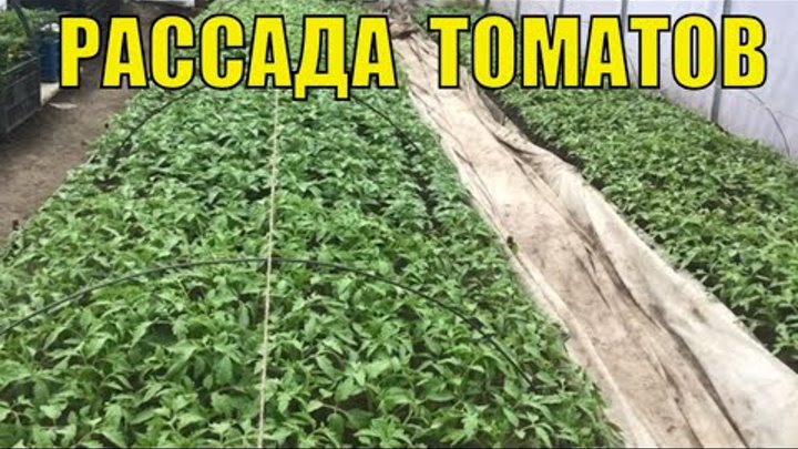 Рассада томатов. Тонкости выращивания.