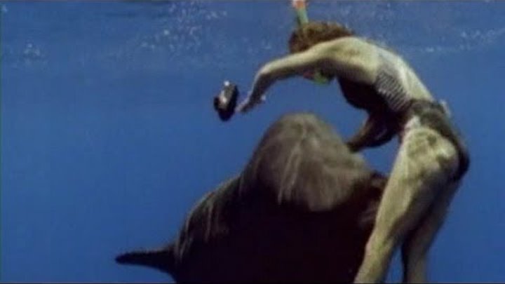 Сколько случаев нападения. Дельфины нападают на людей. Нападение дельфинов на людей. Нападение дельфина на человека.