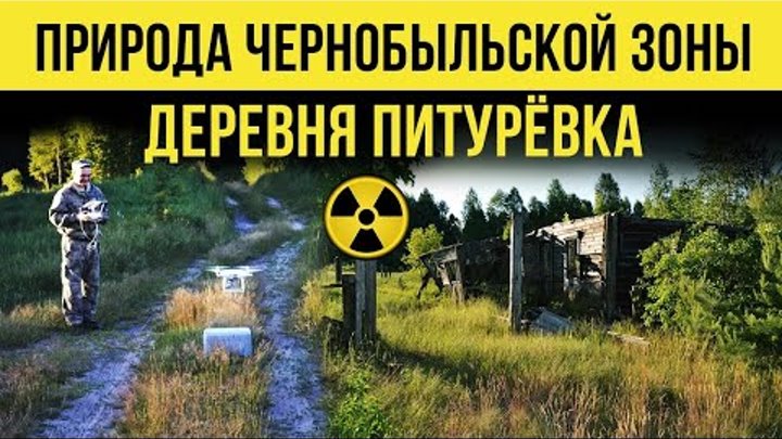 ☢ Природа чернобыльской зоны. Деревня Питурёвка.