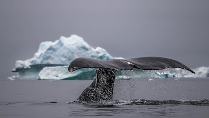 Невероятное видео гренландских китов снятое с воздуха.