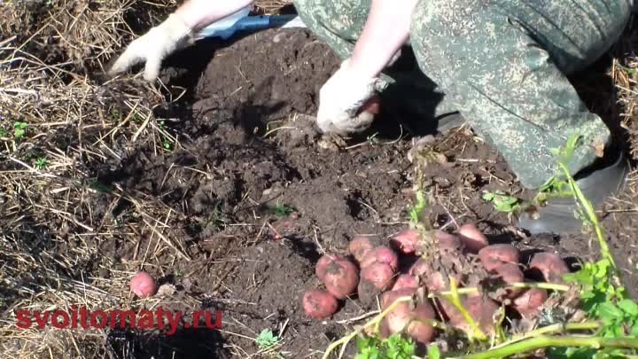 Как вырастить картофель под соломой или сеном