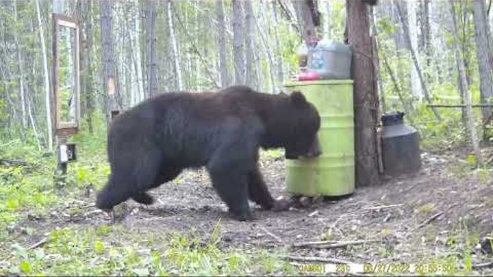 МЕДВЕДЬ И ЗЕРКАЛО. BEAR AND MIRROR.