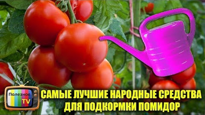 Лучшая подкормка для томатов. Народные подкормки для помидор. Томаты.подкормка нар.средствами. Средства для налива томатов. Арго лучшая подкормка для помидор.