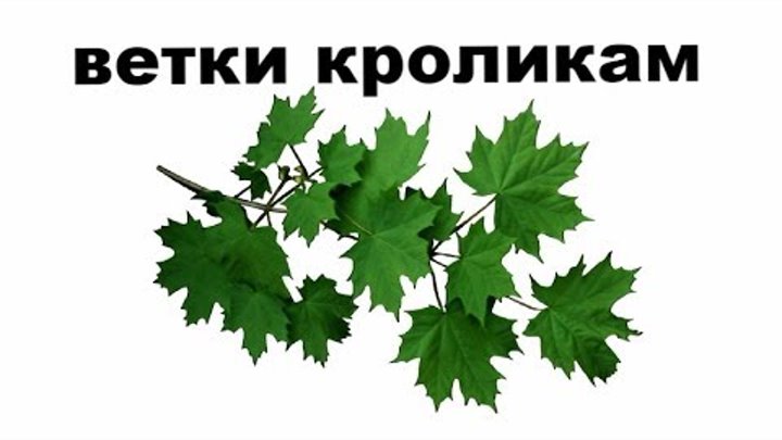 Можно давать кроликам ветки. Ветки для кроликов. Ветки каких деревьев можно кроликам. Ветки клёна кроликам. Веточки каких деревьев можно давать кроликам.