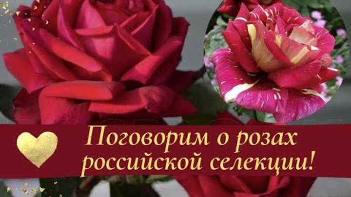 Поговорим о розах российской селекции!