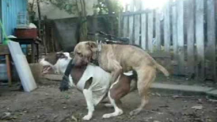 Видео зоо рассказ. Собаки спариваются. Собака спаривается с человеком.